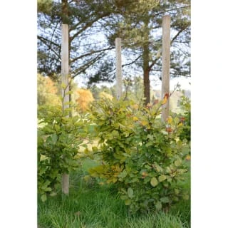 B&M Landscape Pole 2ft - Image 2