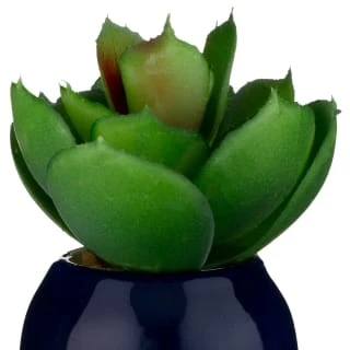 B&M Small Succulent - Image 6