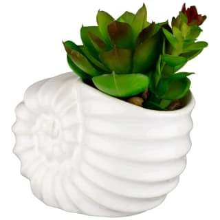 B&M Scandi Shore Small Shell Succulent - Image 4