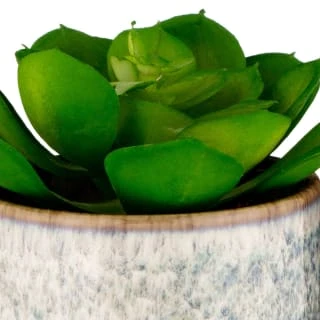 B&M Scandi Shore Succulent - Image 2