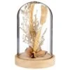 B&M Dried Flowers In Cloche - Natural