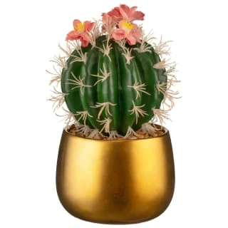 B&M Lush Paradise Cactus In Gold Pot