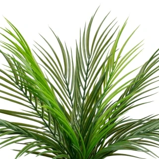 B&M Fern In Double Handle Pot - Image 2