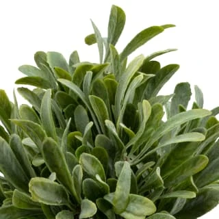 B&M Foliage In Seagrass Pot - Image 2